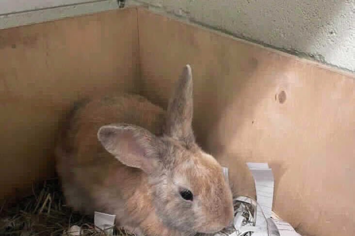This domestic bunny can still be a little timid but his inquisitive nature takes over. He enjoys gentle fuss and he likes his veggies and he will come over and take them very gently from our hand. (Photo - RSPCA)