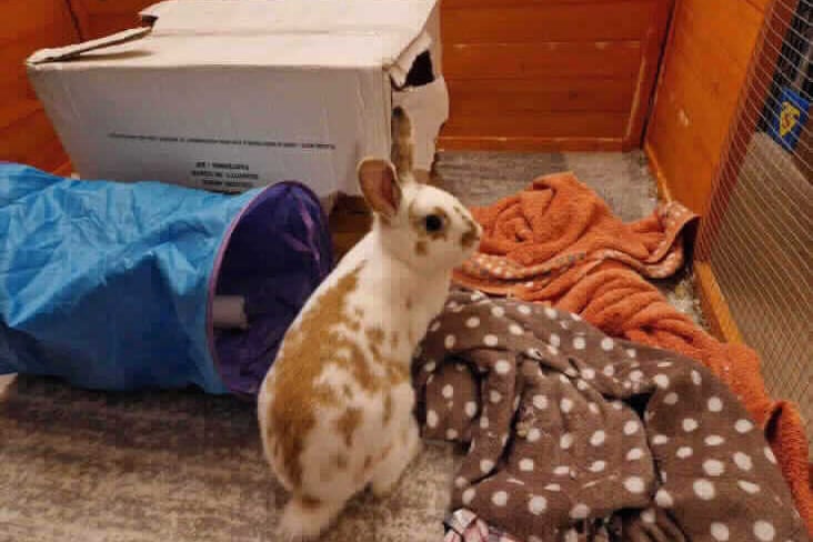 She is a domestic bunny and is quite happy to come close, although cautious. She also flops now so must feel safe and more relaxed. She has a good temperament and is a curious bunny. (Photo - RSPCA)