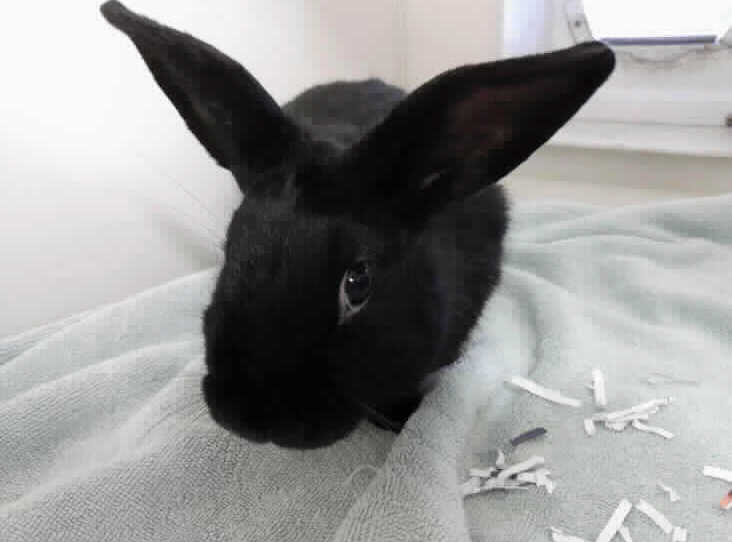 Dennis is a friendly boy. He is a dometic breed. He can be a little timid but is easily bribed with a bit of veg. He really likes his freedom and exploring. He can be an indoor bunny but likes going out when the weather is nice. (Photo - RSPCA) 
