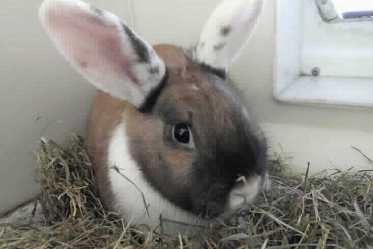 Henry doesn’t like being handled but likes taking veggies. He loves his freedom and hopping around the floor investigating. He was recently neutered and can live with a female rabbit too. (Photo - RSPCA)