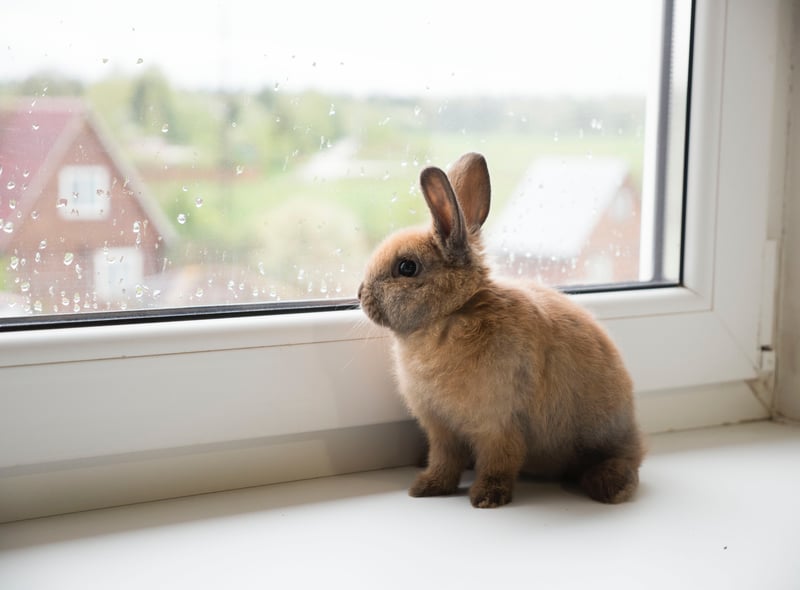 (General view) There are many bunnies up for adoption in RSPCA’s Birmingham centre and you can take them home forever and give them a loving family.