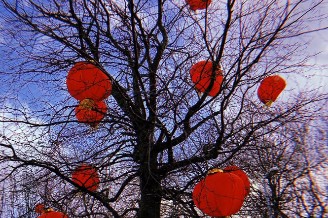 Lanterns fill the trees.