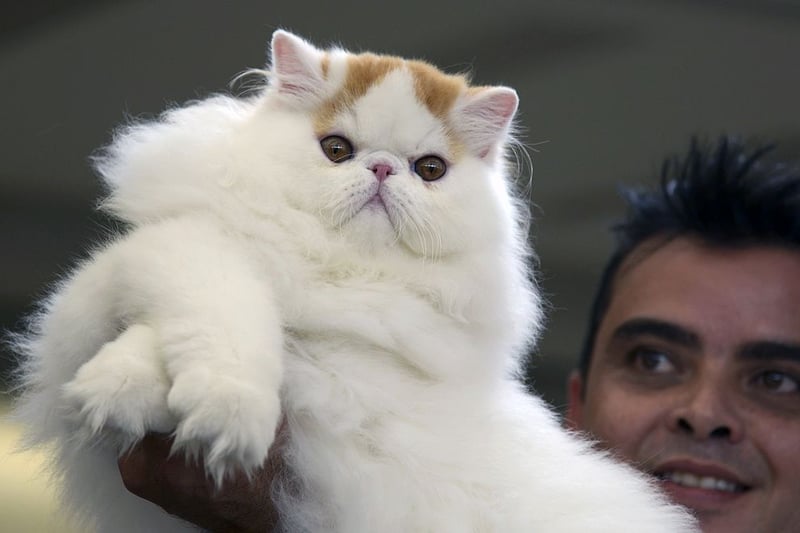 The Himalayan breed of cats is a mountain cat. They are perfect for colder areas as they have a double coat that keeps them protected from wintry environment. After all, the Himalayas can be harsh even for humans. (Photo credit - RAUL ARBOLEDA/AFP via Getty Images)