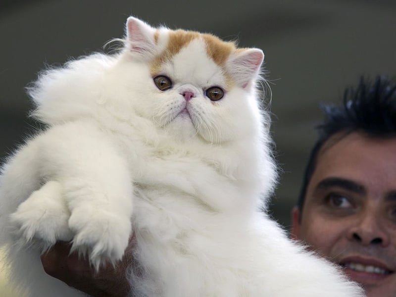 The Himalayan breed of cats is a mountain cat. They are perfect for colder areas as they have a double coat that keeps them protected from wintry environment. After all, the Himalayas can be harsh even for humans. (Photo credit - RAUL ARBOLEDA/AFP via Getty Images)