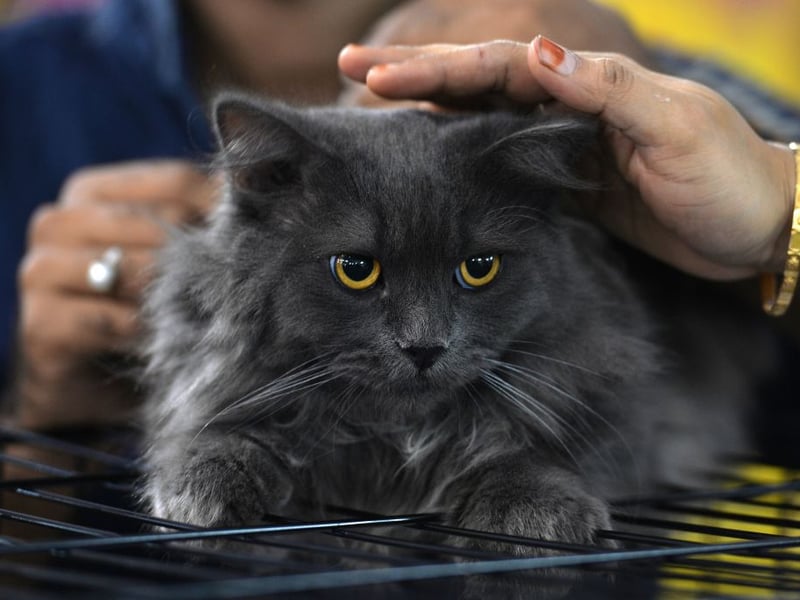 Like the name suggests, this breed originated in Siberia - one of the coldest places to live in. They have a triple coat that protects them in the harsh winters and and they shed the dense coat for the summer. (Photo credit should read MANJUNATH KIRAN/AFP via Getty Images)