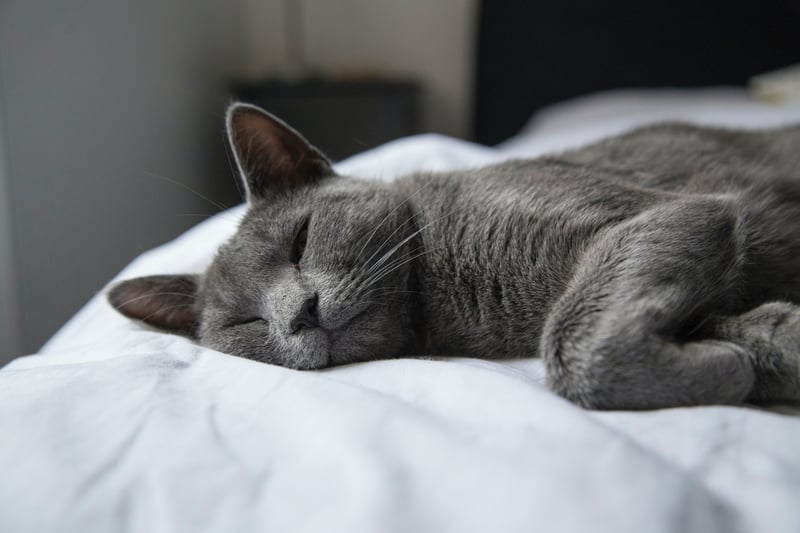 Russian Blue’s coat may seem short but it is warm and dense giving them the necessary insulation in cold climates. After all, they originated in Russia - one of the coldest countries on the planet. 