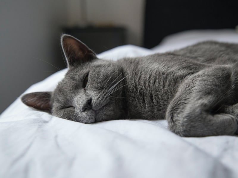 Russian Blue’s coat may seem short but it is warm and dense giving them the necessary insulation in cold climates. After all, they originated in Russia - one of the coldest countries on the planet. 
