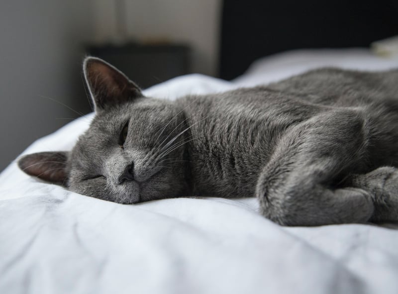 Russian Blue’s coat may seem short but it is warm and dense giving them the necessary insulation in cold climates. After all, they originated in Russia - one of the coldest countries on the planet. 