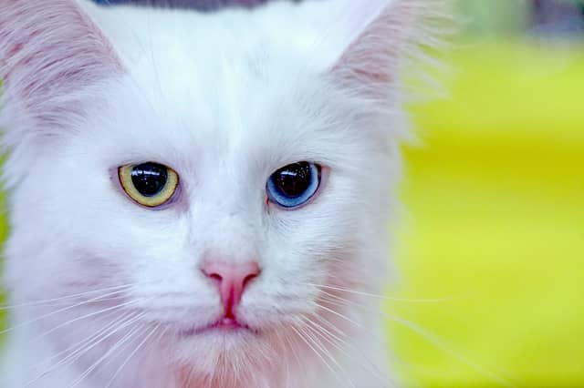 Turkish Angora breed originated in Turkey and the harsh weather of the country meant that they had to adapt. Their coats keep them warm in winter and coold in summer. They are believed to the oldest domesticated cat breed.
