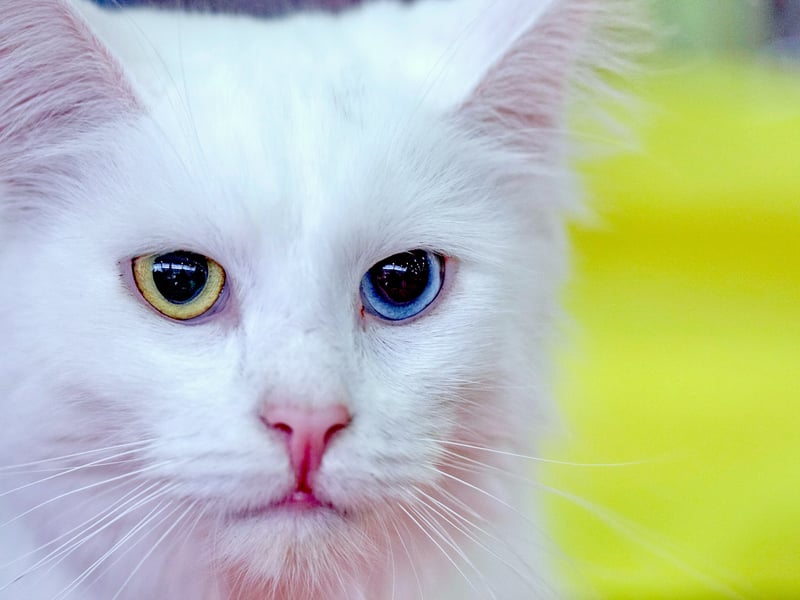 Turkish Angora breed originated in Turkey and the harsh weather of the country meant that they had to adapt. Their coats keep them warm in winter and coold in summer. They are believed to the oldest domesticated cat breed. 