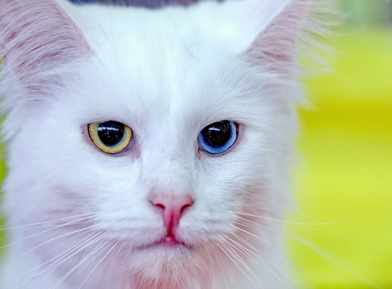 Turkish Angora breed originated in Turkey and the harsh weather of the country meant that they had to adapt. Their coats keep them warm in winter and coold in summer. They are believed to the oldest domesticated cat breed. 