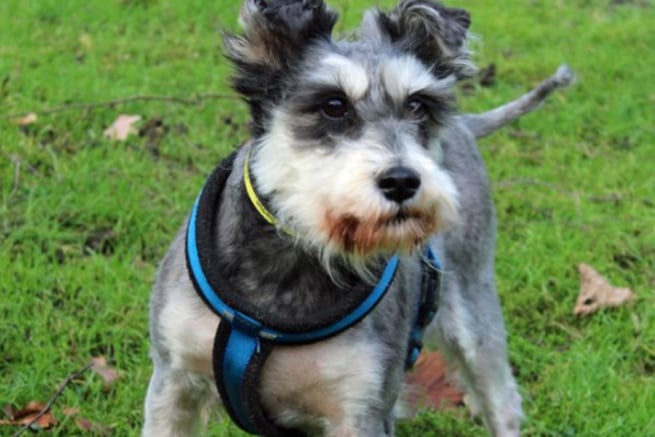 Lily is a miniature Schnauzer and is going to need somebody at home with her for much of the time who is able to build up her hours left alone gradually, as she is not used to being left. She is fully house trained, but may need a little refresher after her stay in kennels.