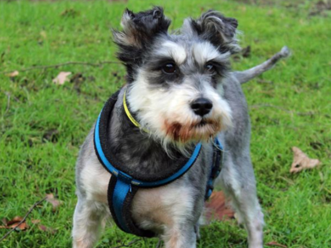 Lily is a miniature Schnauzer and is going to need somebody at home with her for much of the time who is able to build up her hours left alone gradually, as she is not used to being left. She is fully house trained, but may need a little refresher after her stay in kennels.