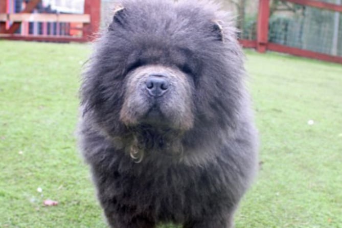 Berry is a Chow Chow and she can live with other dogs and children aged 8 or over. She is house trained and can be left alone for a few hours once settled.