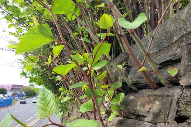 Japanese knotweed has bamboo-like stems that are capable of growing eight inches in just one day.