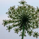 Giant hogweed, known to be an invasive pest that can spread at a rapid rate, has been found in many hotspot areas across Sheffield.
