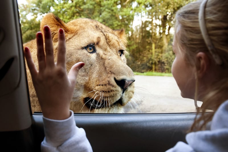 Knowsley Safari Park, located in Prescot, has over 700 animals, including a lion pride. Guests can drive through the park, and there is also a walking route. General admission is £2.00-£22.50 for adults and £12.00-£19.50 for both children and seniors. Credit: Knowsley Safari 