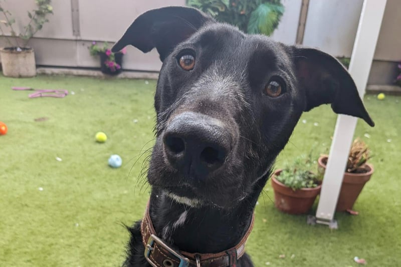 Raven is a friendly young boy who loves running around and chasing his toys. He enjoys spending time with people and will often jump up to try and give hugs. Being a sight-hound, Raven has a very high prey drive and will need to wear a muzzle on his walk - Luckily he isn't bothered by this at all. Raven can also be dog reactive, so further training will be needed to help him tolerate other dogs when out and about. Don't let his size fool you, he is a sensitive boy when it comes to traffic and will try to chase and bark at any passing vehicles. This is why Raven is looking for a rural home, where he can let loose and be his fun-loving self. Raven's ideal day would be running around doing zoomies (in a secure field or large garden), followed by some nice cuddles and a nap - of course!