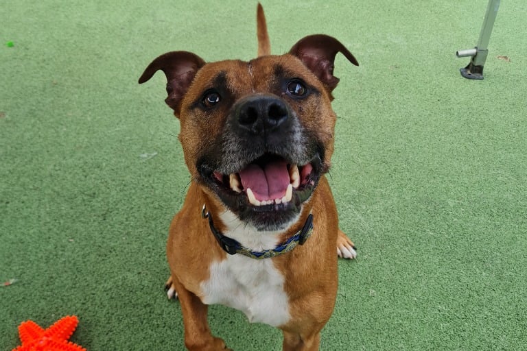 This cheerful chap is Rusty - staff at BARC say he has a big heart and is hoping to find a new home in 2023. Rusty loves playing with toys, training and generally going out for walks. He is a friendly dog that loves everyone he meets, and he is a favourite with the centre’s volunteer dog walkers. Rusty does not have a lot of experience with other dogs, but he will walk past them without showing any reaction and is generally a happy-go-lucky boy!
