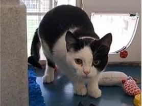 She is less than a year old and is beginning to settle down. She needs an experienced owner who will give her the time and space she requires to grow and mature.