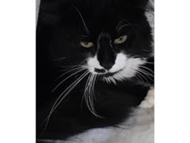 Coco is a very loving boy. Due to his long hair, Coco will need a home where he is groomed frequently so an owner that is used to doing this is essential.