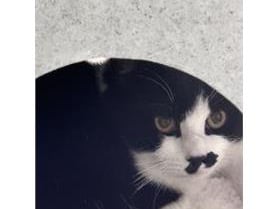 He is a one year old domestic shorthair.  He found in a cardboard box with his brother Kelso. They are a lovely pair to take home. 