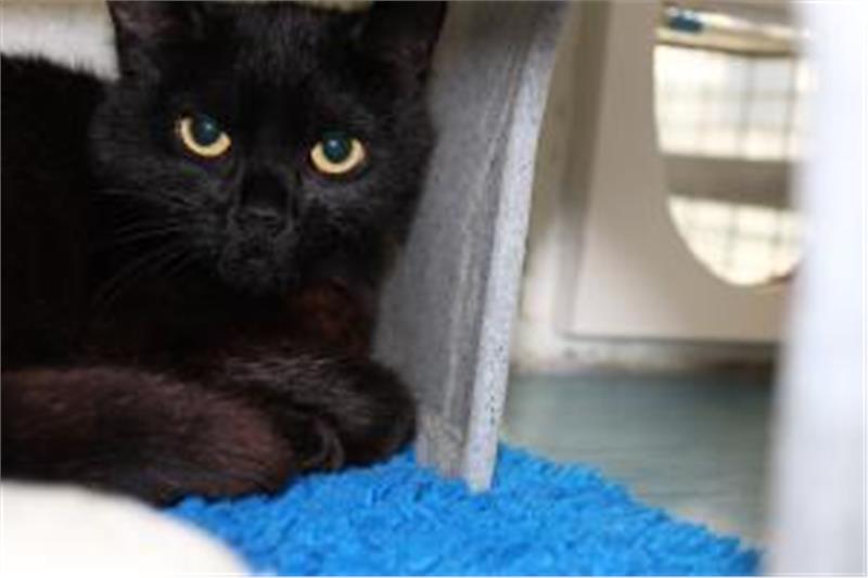 Jilly is 2 years old and she came from a multi cat household. She was living outside, so will need a garden to explore and play. She is shy although affectionate once she knows you.
