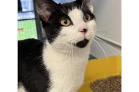 Kelso was found with his brother Fez. They look almost alike and the kitties were found in a cardboard box abandoned. They are looking for a loving home and a family to make a new start. 