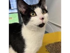 Kelso was found with his brother Fez. They look almost alike and the kitties were found in a cardboard box abandoned. They are looking for a loving home and a family to make a new start. 
