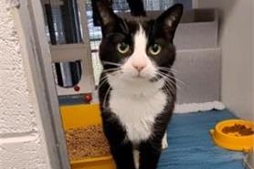 He might not look it but he is 12. He loves to snuggle up to you and give cuddles. He would love a home where he can be affectionate, playful and sleepy whenever he wants. 


