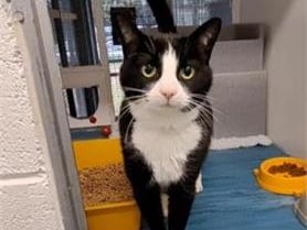 He might not look it but he is 12. He loves to snuggle up to you and give cuddles. He would love a home where he can be affectionate, playful and sleepy whenever he wants.