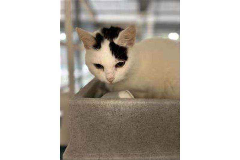 The gentle Milly is a senior cat aged 15. She is super affectionate and enjoys a brush and lots of attention. She would suit a home with little going on and with someone who just wants a companion to spend the evenings with.