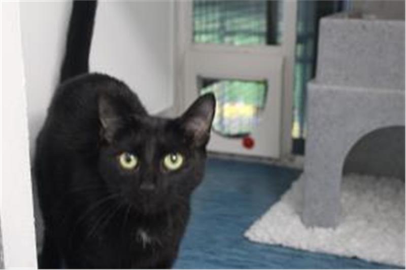Noire is a 4-year-old domestic shorthair. She is a slinky girl who enjoys fuss on demand and will play with pretty much anything. She would like to be the only cat in the house. 