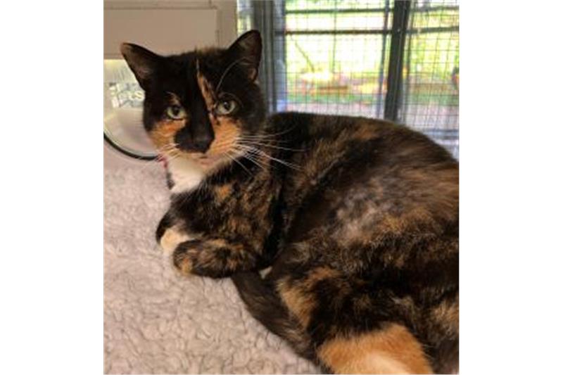 She is a 3-year-old domestic shorthair. She might have been involved in a RTC as she has damage to her pelvis and leg. Her tail was amputated as a result. She needs a home where she can confidently potter around in a secure garden. 
