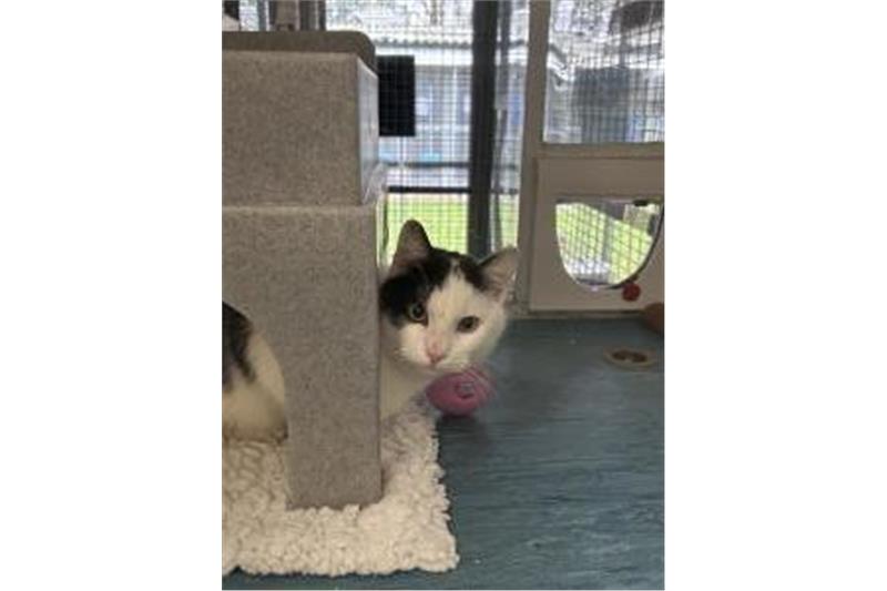 Simon is 3 years old. He was handed in as a stray so not much is known about him. He is friendly and loves a fuss. He might be able to live with kids, depending on the first meet.