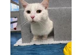 Snowy is a 7-year-old domestic shorthair. He will need sun cream to be applied on his ears in the summer months.
