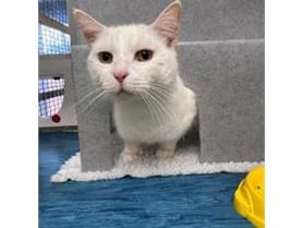 Snowy is a 7-year-old domestic shorthair. He will need sun cream to be applied on his ears in the summer months.