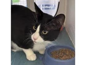 Steve is a 1-year-old sleek cat who is loving and confident. He needs a home with outside space for him to explore. He loves a cuddle and loves to play with his favourite toys.