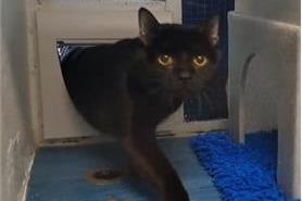 He has lived all of his life indoors. He is only 1 years old and would thrive in a home with outside access. He will need time to settle and to be with someone who does not expect too much too soon. 