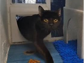 He has lived all of his life indoors. He is only 1 years old and would thrive in a home with outside access. He will need time to settle and to be with someone who does not expect too much too soon.