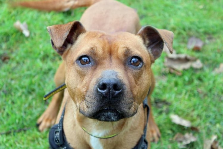 Mango is a crossbreed looking for a home with a family who won’t rush her into settling, and where any children are of high school age. She is a sweet girl who is a dream to walk on her lead but she’s rather timid. She is likely to be house trained, but she will need to be the only pet.
