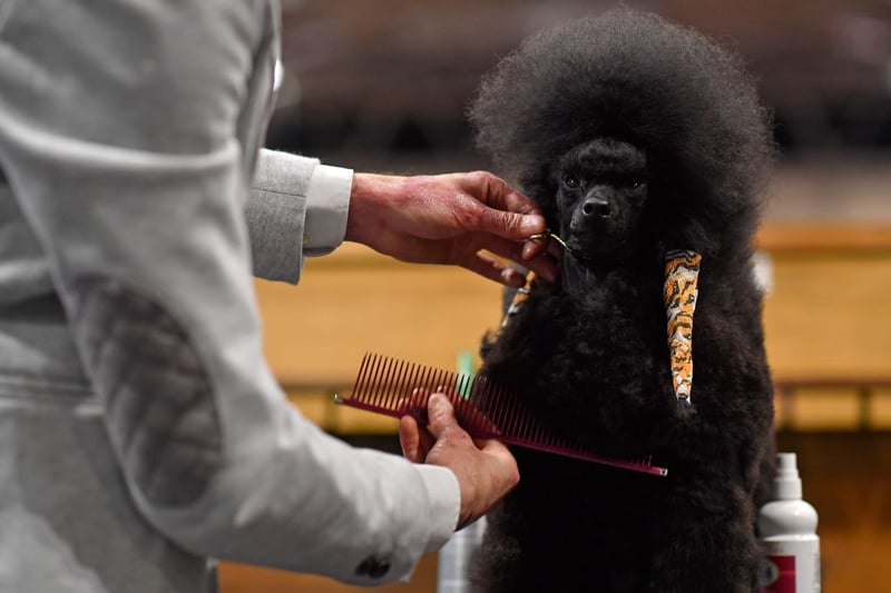 An owner grooms their Toy Poodle on the first day of the Crufts dog show at the National Exhibition Centre in Birmingham, central England, on March 5, 2020. (Photo by Ben STANSALL / AFP) 