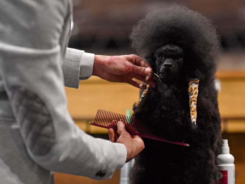 An owner grooms their Toy Poodle on the first day of the Crufts dog show at the National Exhibition Centre in Birmingham, central England, on March 5, 2020. (Photo by Ben STANSALL / AFP)