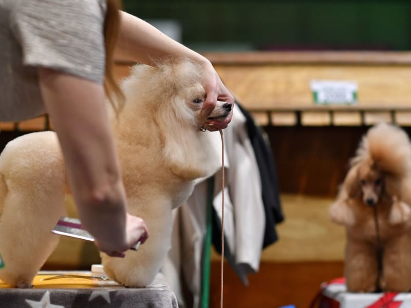 An owner grooms their Toy Poodle on the first day of the Crufts dog show at the National Exhibition Centre in Birmingham, central England, on March 5, 2020. (Photo by BEN STANSALL/AFP via Getty Images)