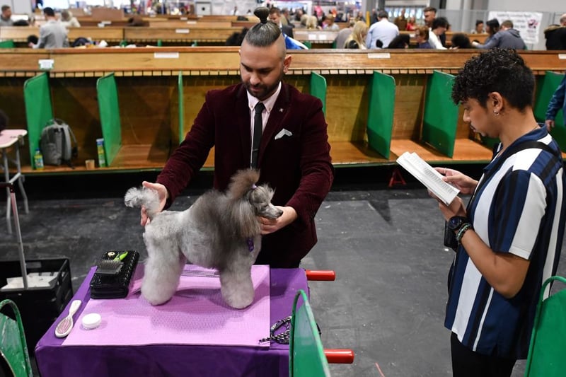 An owner grooms his Toy Poodle on the first day of the Crufts dog show at the National Exhibition Centre in Birmingham, central England, on March 5, 2020. (Photo by BEN STANSALL/AFP via Getty Images)