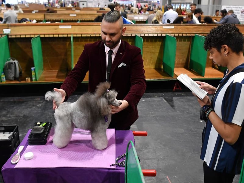 An owner grooms his Toy Poodle on the first day of the Crufts dog show at the National Exhibition Centre in Birmingham, central England, on March 5, 2020. (Photo by BEN STANSALL/AFP via Getty Images)