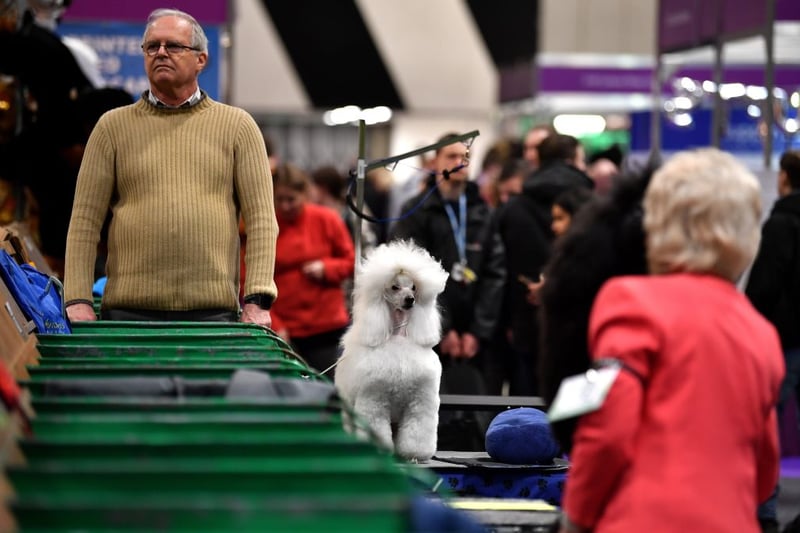 An owner stands with his Miniature Poodle on the first day of the Crufts dog show at the National Exhibition Centre in Birmingham, central England, on March 5, 2020. (Photo by BEN STANSALL/AFP via Getty Images)