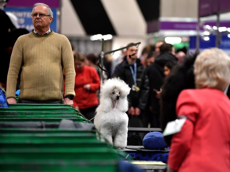 An owner stands with his Miniature Poodle on the first day of the Crufts dog show at the National Exhibition Centre in Birmingham, central England, on March 5, 2020. (Photo by BEN STANSALL/AFP via Getty Images)