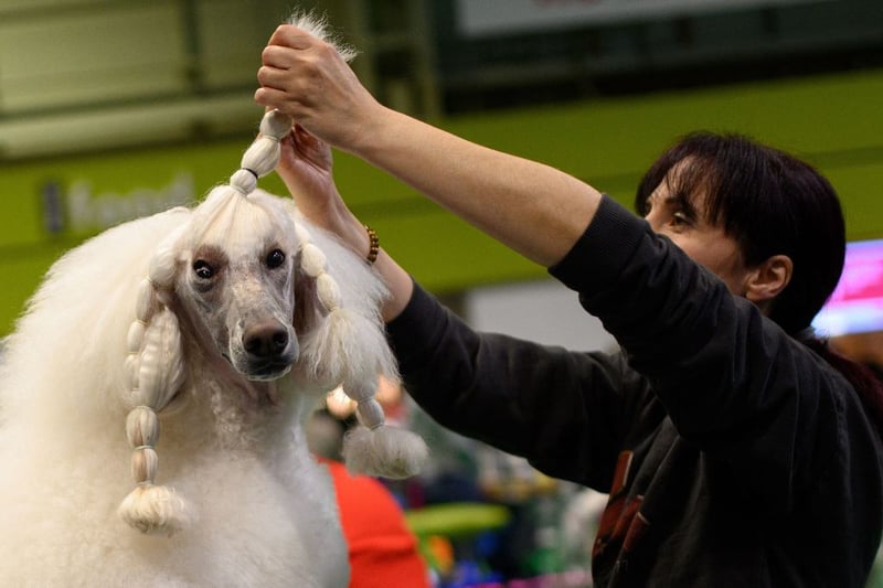 A woman grooms her Standard Poodle dog on the third day of the Crufts dog show at the National Exhibition Centre in Birmingham, central England, on March 12, 2022.  (Photo by OLI SCARFF/AFP via Getty Images)