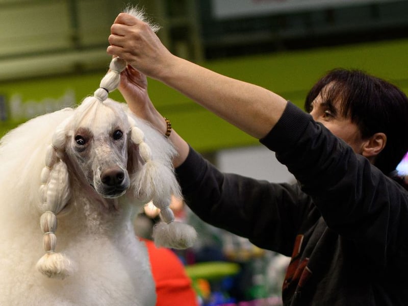 A woman grooms her Standard Poodle dog on the third day of the Crufts dog show at the National Exhibition Centre in Birmingham, central England, on March 12, 2022.  (Photo by OLI SCARFF/AFP via Getty Images)